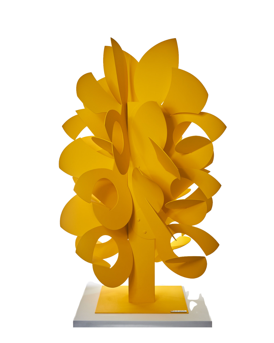 Flor de páramo